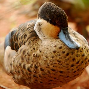 HOTTENTOT TEAL