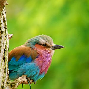 LILAC BREASTED ROLLER