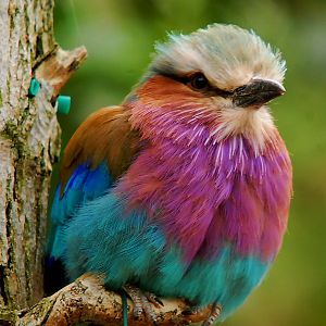 LILAC BREASTED ROLLER