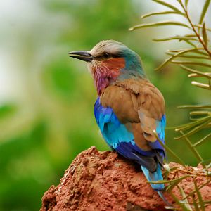 LILAC BREASTED ROLLER