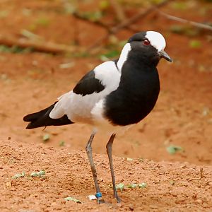 BLACKSMITH LAPWING