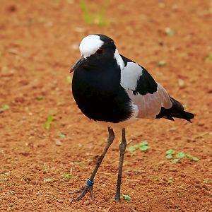 BLACKSMITH LAPWING