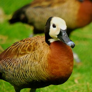 WHITE FACE WHISTLING DUCK