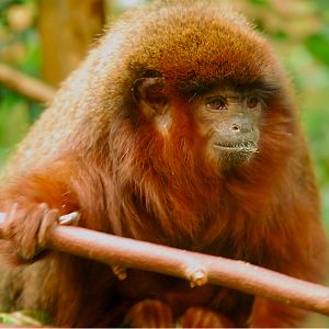 RED TITI MONKEY