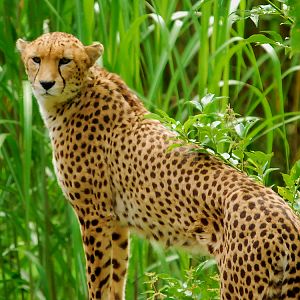 CHEETAH