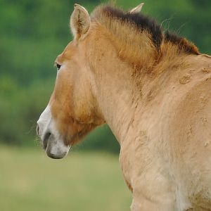 PRZEWALSKI WILD HORSE