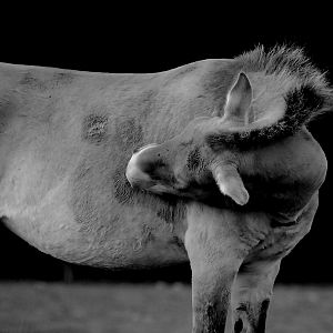 PRZEWALSKI WILD HORSE
