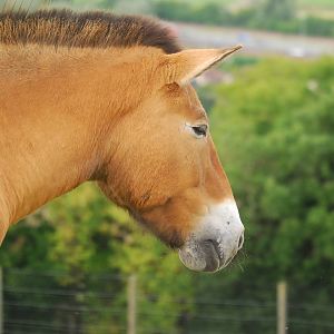 PRZEWALSKI WILD HORSE