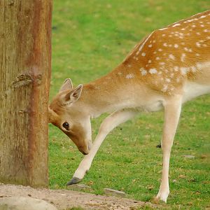FALLOW DEER