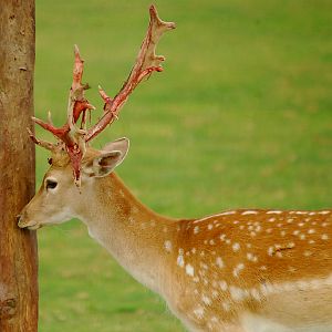 FALLOW DEER
