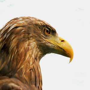 WHITE TAILED FISH EAGLE