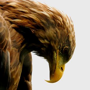 WHITE TAILED FISH EAGLE