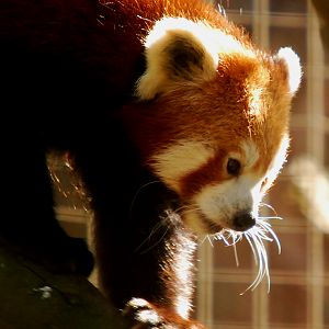 RED PANDA