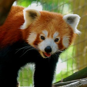 RED PANDA