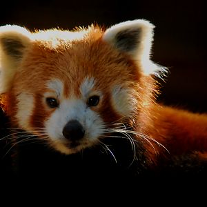 RED PANDA