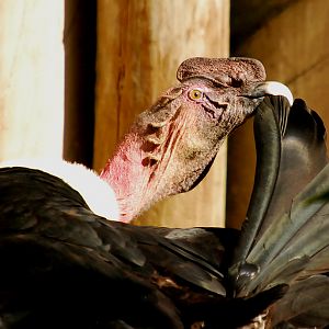 ANDEAN CONDOR