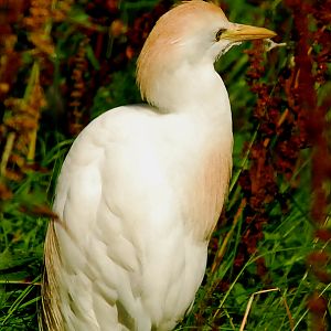 CATTLE EGRET