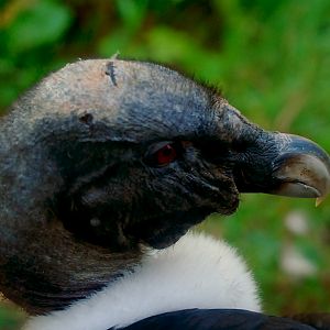 ANDEAN CONDOR