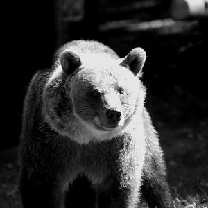 EUROPEAN BROWN BEAR