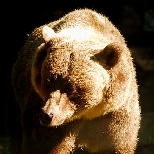 EUROPEAN BROWN BEAR