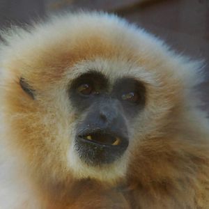 LAR GIBBON