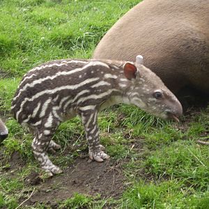 Baby Tapir