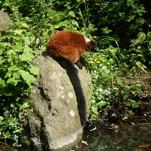 Red-Ruffed Lemur on a Rock