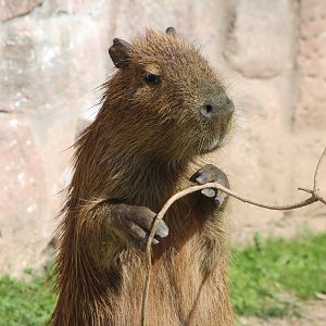 Capybara
