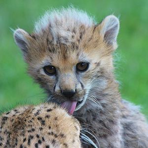 Northern Cheetah cub