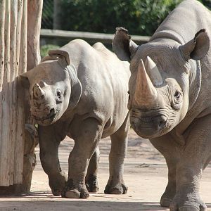 Black Rhinos