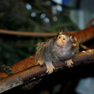 Odd Marmoset at Paradise WP, 01/09/13