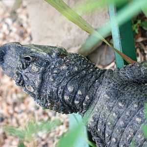 Chinese Alligator at Paradise WP, 01/09/13