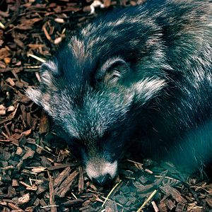 Raccoon Dog at Paradise WP, 01/09/13