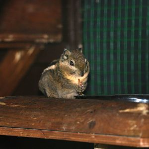 Swinhoe's Striped Squirrel at Paradise WP, 01/09/13