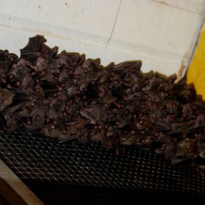 Egyptian Fruit Bats at Paradise WP, 01/09/13