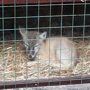 Corsac Fox at Paradise WP, 01/09/13