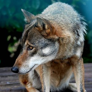 European Wolf at Paradise WP, 01/09/13