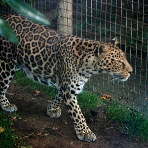 'African' Leopard at Paradise WP, 01/09/13