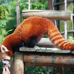 Nepalese Red Panda at Paradise WP, 01/09/13