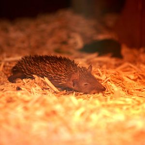Lesser Hedgehog Tenrec at Paradise WP, 01/09/13
