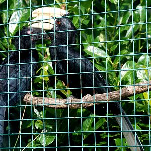 Black Hornbills at Paradise WP, 01/09/13