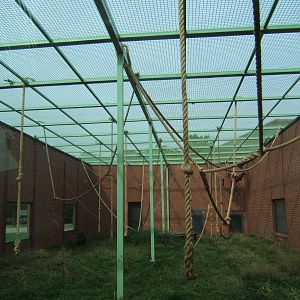 Meshed of Chimp enclosure