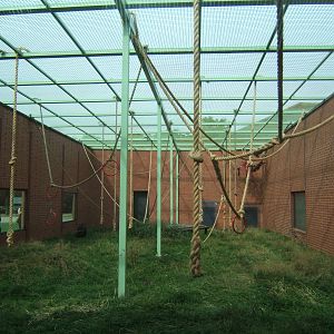 Meshed over Chimp enclosure