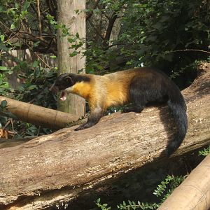 Yellow-throated Marten