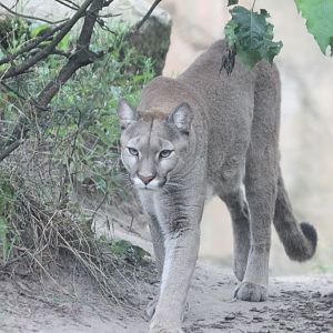 Chilean Puma (Puma concolor concolor)