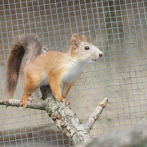 Russian Red Tree Squirrel (Sciurus vulgaris exalbidus)
