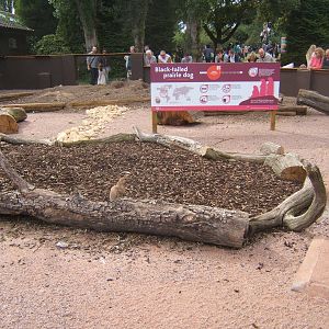 New Black-tailed Prairie Dog enclosure