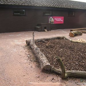 New Black-tailed Prairie Dog enclosure