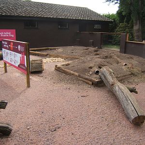 New Black-tailed Prairie Dog enclosure