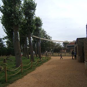 Emperor Tamarin outdoor tree enclosure
